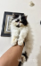 Exotic Cat